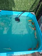 Koi te koop 10 stuk  zie beschrijving voor prijzen en info, Dieren en Toebehoren