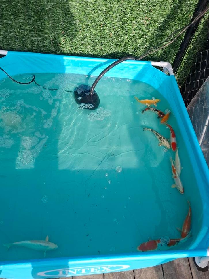 Koi vijvervissen te koop 4 stuks  20-30 cm, Animaux & Accessoires, Poissons | Poissons d'étang