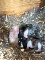 Le nid Minilop de race pure peut être pré-commandé (NL), Animaux & Accessoires, Lapins