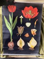 Schoolplaat, Enlèvement