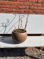 Pot met rozenstruik, Enlèvement