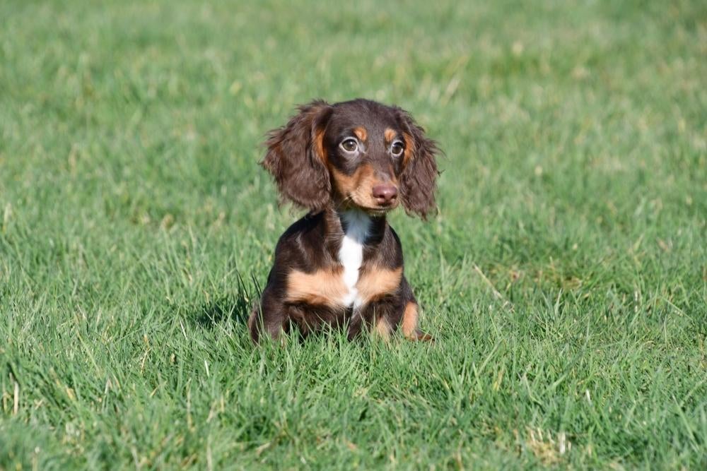Chiots teckel à poil long à vendre, 15 semaines à 1 an, Étranger, Hépatite contagieuse (maladie de Rubarth), Plusieurs animaux