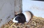 Vrouw. Cavia te koop, €12, eigen kweek, Asse, 0486377350, Dieren en Toebehoren, Knaagdieren, Januari, Vrouwelijk, Cavia