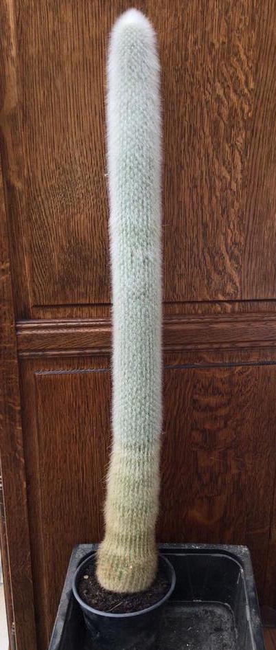 Cactus - Lengte 80 cm, Ophalen, Cactus, Minder dan 100 cm