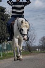 Braafste kinderpony !, Dieren en Toebehoren, Merrie