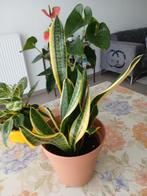 Sansevieria, Enlèvement