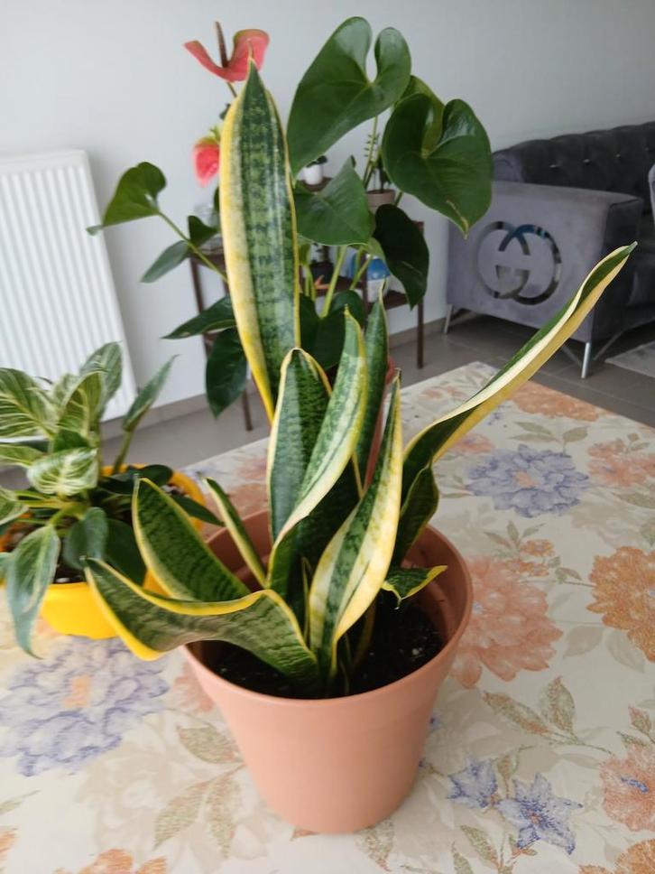 Sansevieria, Maison & Meubles, Plantes d'intérieur, Enlèvement