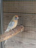 pennant, Dieren en Toebehoren, Vrouwelijk, Parkiet, Geringd
