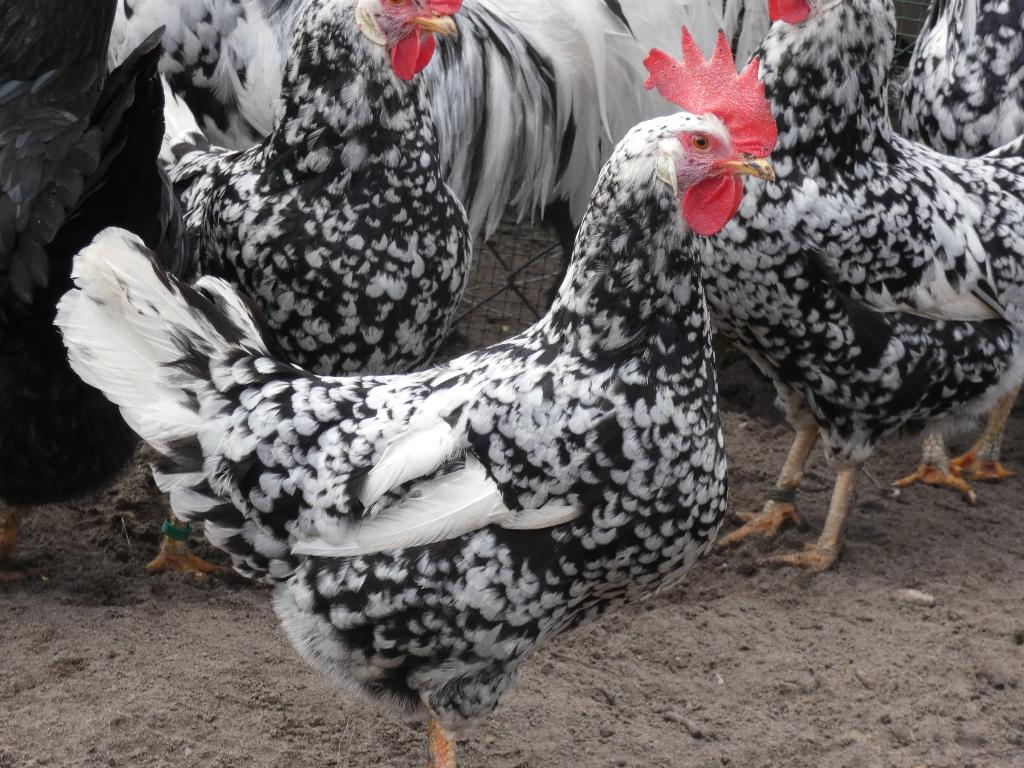 trio leghorn bont exchequer, Dieren en Toebehoren, Pluimvee, Meerdere dieren, Kip