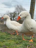 Kuikens boheemse ganzen