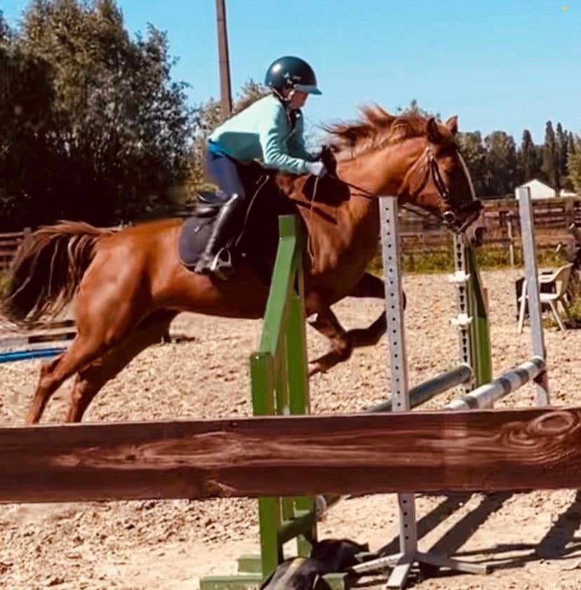 Super brave d pony, Jument