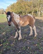 Knap veulen / jaarling, Dieren en Toebehoren, Pony's