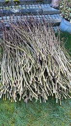 Twijgen  Lindeboom, Ophalen