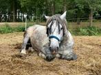 Knappe brede Epony koudbloed mix, Dieren en Toebehoren, Paarden, Gechipt, Minder dan 160 cm, B, Ruin