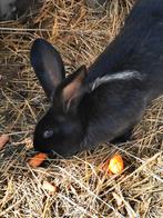 Jonge Reuze-Vlinder konijn vrouwtje, Dieren en Toebehoren, Konijnen, Vrouwelijk, Groot, 0 tot 2 jaar