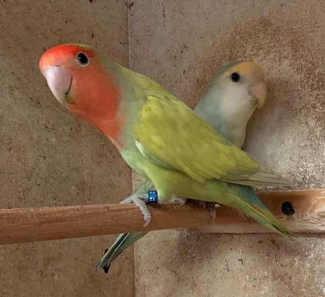 Roseicollis Marbled 5 Koppels + losse Vogels  2024-2025-2026, Dieren en Toebehoren, Meerdere dieren, Dwergpapegaai of Agapornis