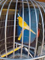 TRÈS BONS CANARIES CHANTEURS 2025 avec ou sans CAGE, Animaux & Accessoires, Plusieurs animaux, Canari chanteur