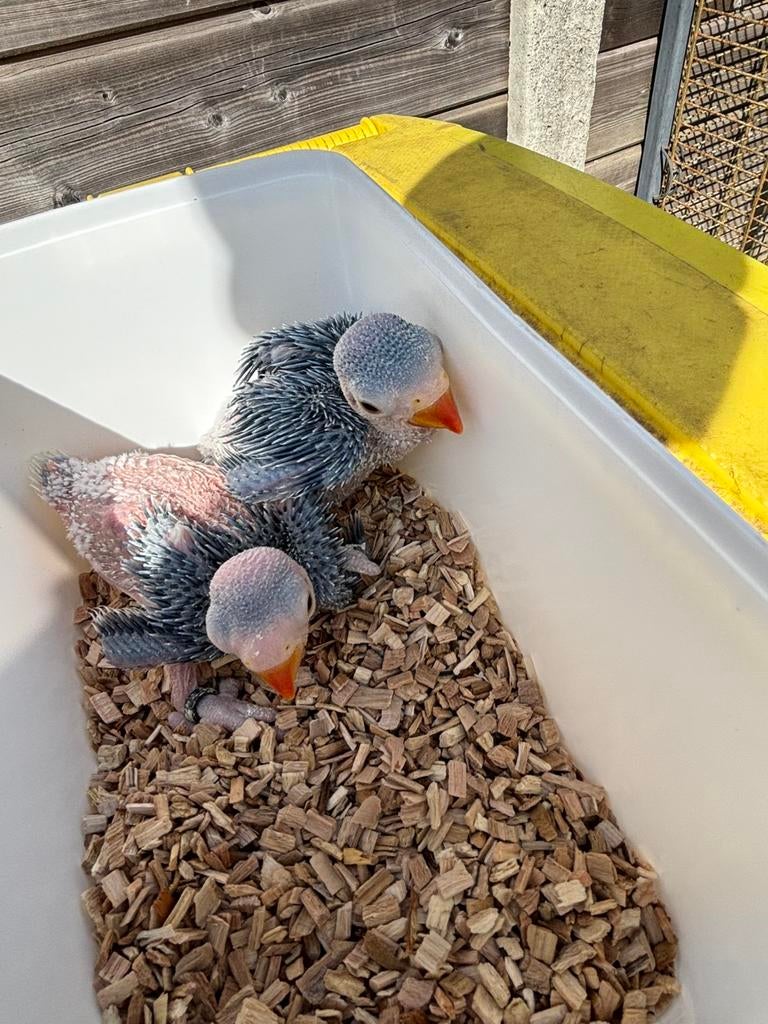 Halsbandparkieten, Dieren en Toebehoren