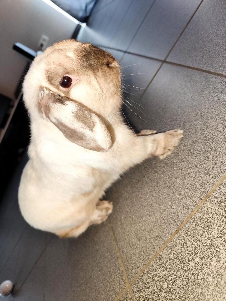 Een gratis ram-type konijn, Dieren en Toebehoren, Konijnen, Klein, Mannelijk, 3 tot 5 jaar