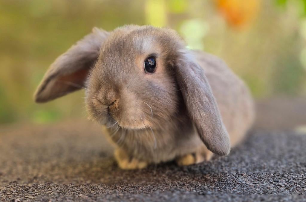NHD x MINILOP RAM, Mannelijk, Dwerg, Hangoor, 0 tot 2 jaar