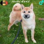 Hachi, Shiba Inu te koop (Belgische pup), Parvo, België, 15 weken tot 1 jaar, Eén hond