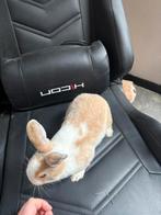 Mannelijk babay konijntje 3 maanden oud, Animaux & Accessoires, Lapins, Mâle