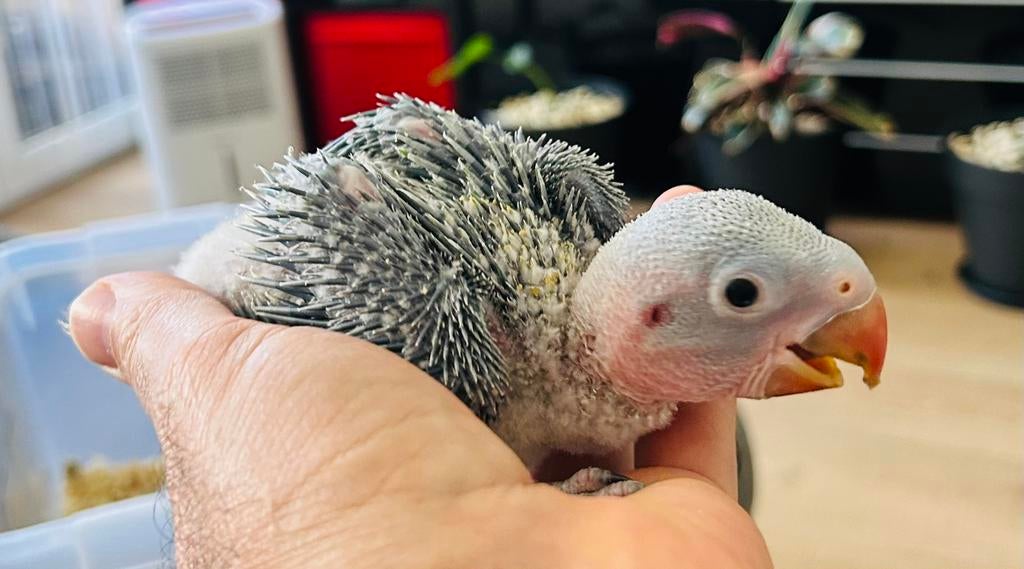 Jonge Alexander parkieten, Dieren en Toebehoren, Geslacht onbekend, Geringd