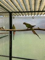 princes of Wales 2025, Mannelijk, Parkiet, Geringd