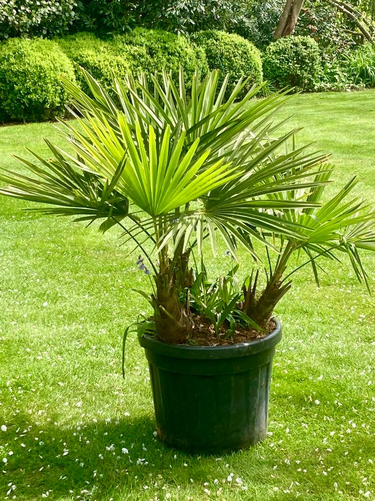 Palmboom 3stam Trachycarpus Fortunei, Tuin en Terras, Planten | Bomen, Palmboom, In pot, Ophalen