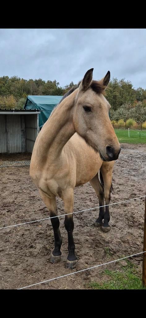 Super lieve D merrie 5 jaar, Dieren en Toebehoren, Merrie