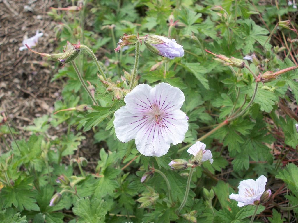 Geranium Himalayense 'Derrick Cook', Jardin & Terrasse, Plantes | Jardin, Plante fixe, Autres espèces, Mi-ombre, Été, Enlèvement