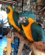 Tamme baby Blauwkeel Ara's met DNA en getest op alle ziektes, Meerdere dieren, Papegaai, Geringd