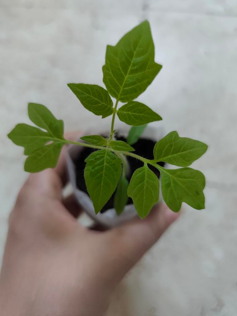 Roma | Tomaat Planten, Ophalen, Winter