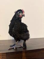 2 x maran kip haan (kuiken), Mâle