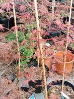 Japanse esdoorn garnet dissectum, Tuin en Terras, Planten | Bomen, Bloeit niet, Halfschaduw, Overige soorten, 100 tot 250 cm