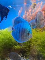 Discusvissen, 9 stuks. Mannetjes, 2 jaar oud. 8 stuks, 10 ma, Dieren en Toebehoren, Vissen | Aquariumvissen