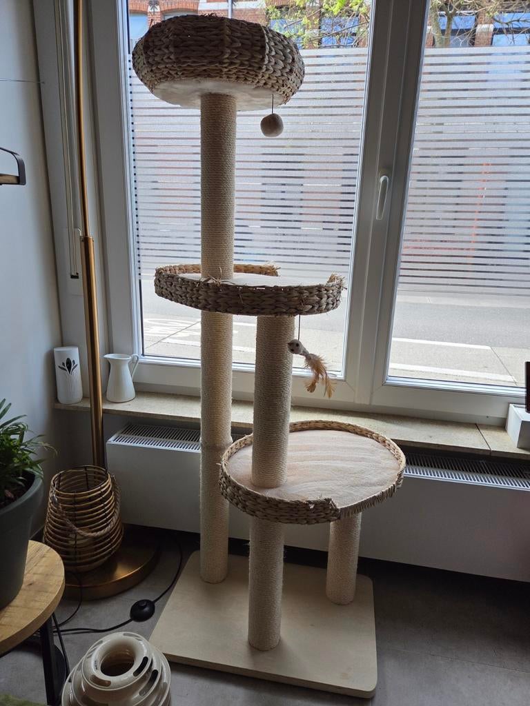 grote mooie krabpaal, Enlèvement