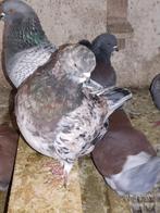 Pigeons mondene englais, Plusieurs animaux, Autres espèces