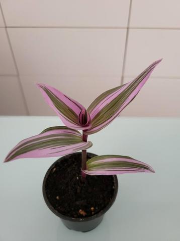 Tradescantia Nanouk, Enlèvement
