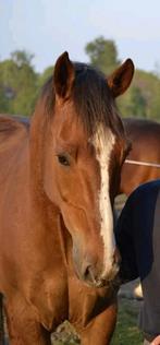 Gezelschapspaard., Dieren en Toebehoren