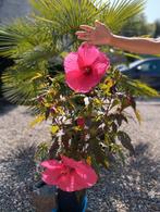 Hibiscus des marais, Tuin en Terras, Bloembollen en Zaden, Ophalen