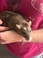 Zem ophalen 2 super tamme rat ratjes mannen €12,50euro samen, Dieren en Toebehoren, Knaagdieren, Rat, Maart, Mannelijk, Tam