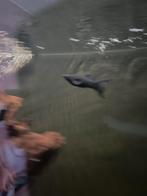 Molly poissons, Animaux & Accessoires, Enlèvement, Neuf, Autres types