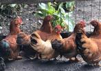 6 serama kippen, Dieren en Toebehoren, Kip