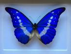 Echte Morpho Helena-vlinder uit Peru, genaturaliseerd frame, Verzamelen, Nieuw, Opgezet dier, Ophalen of Verzenden, Insect