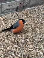 Koppel noorse goudvinken, Dieren en Toebehoren, Meerdere dieren, Wildzangvogel, Geringd