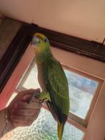 Amazone bodini papegaai, Dieren en Toebehoren, Vogels | Parkieten en Papegaaien, Papegaai, Geringd