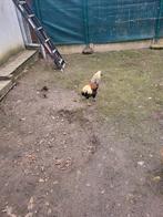 2 Haan, Dieren en Toebehoren