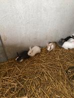 Dwergkonijntjes, Dieren en Toebehoren, Konijnen, Meerdere dieren, Dwerg, Hangoor, 0 tot 2 jaar