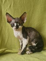 Mooie en sociale Devon Rex en Sphynx kittens, Dieren en Toebehoren, Katten en Kittens | Raskatten | Korthaar, Kater, Gechipt, 0 tot 2 jaar
